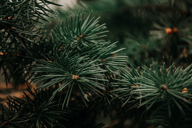 Why Evergreen Niches Are Perfect For Creating A Passive Income Stream